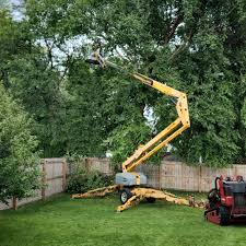  Loomis, CA Tree Care Pros