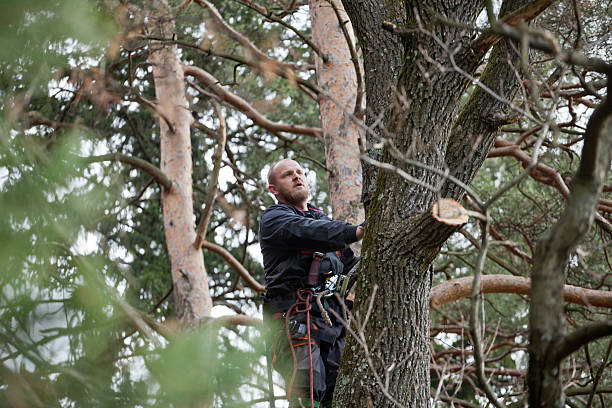 How Our Tree Care Process Works  in  Loomis, CA